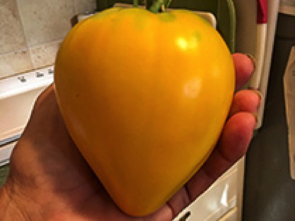 Golden King Of Siberia heirloom tomato